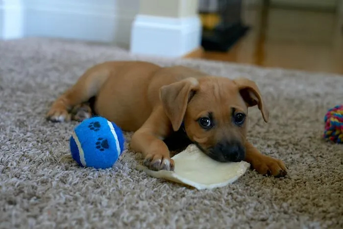 30 Times Pets Surprised Their Owners By Showing Just How Intelligent They Can Be