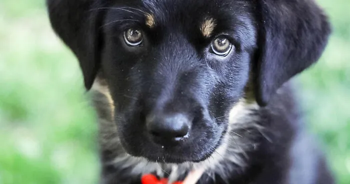 I Spent 1 Year Taking Pictures Of My Shepsky Rotty Puppy, And Here Are The 14 Best Ones