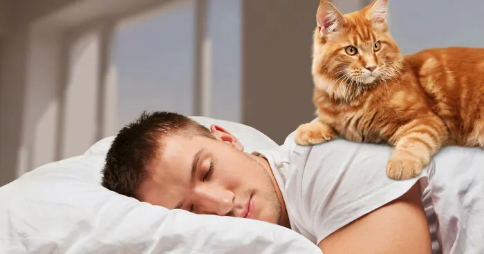 Does Your Cat Wake You Up At Dawn? Study Helps You Change This Habit!