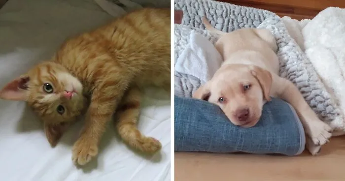 Hey Pandas, Post A Picture Of Your Pet As A Baby (Closed)