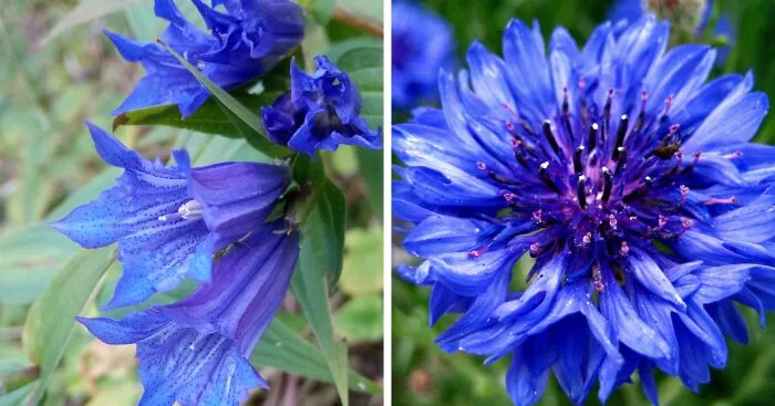 Hey Pandas, Post Some Flower Photos You've Taken (Closed)