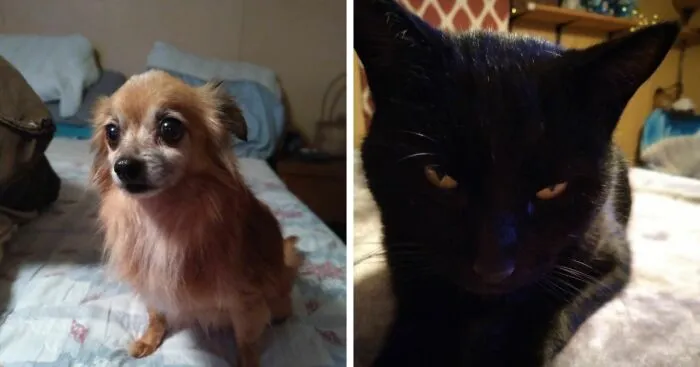 Hey Pandas, Show Us Your Rescued Pets (Closed)