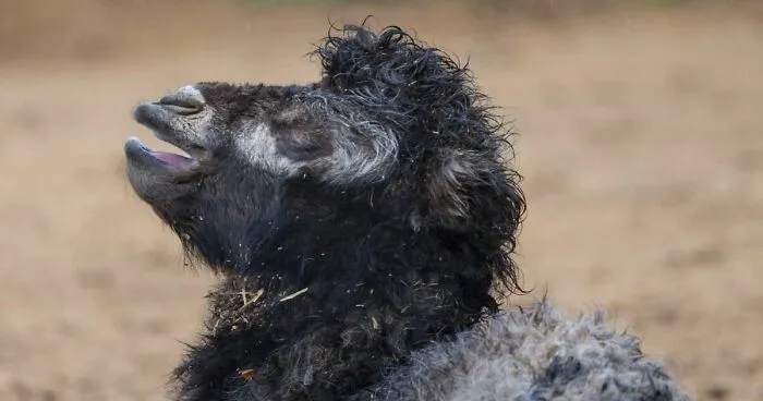 Meet A Rear Baby Bactrian Camel Born In Skopje Zoo (9 Pics)