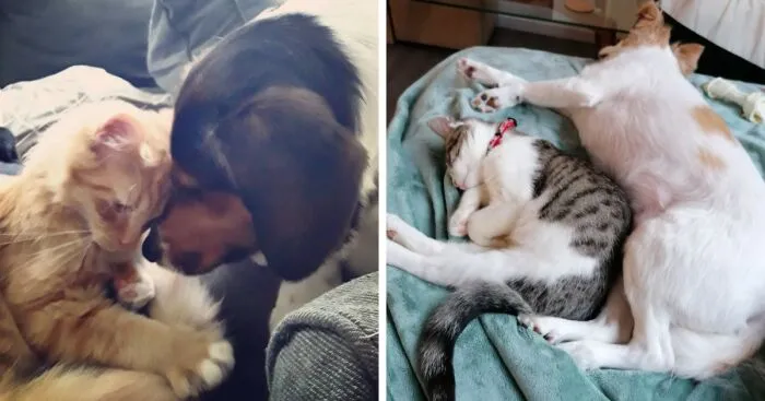 Hey Pandas, Post Pictures Proving Cats And Dogs Can Be Best Friends (Closed)