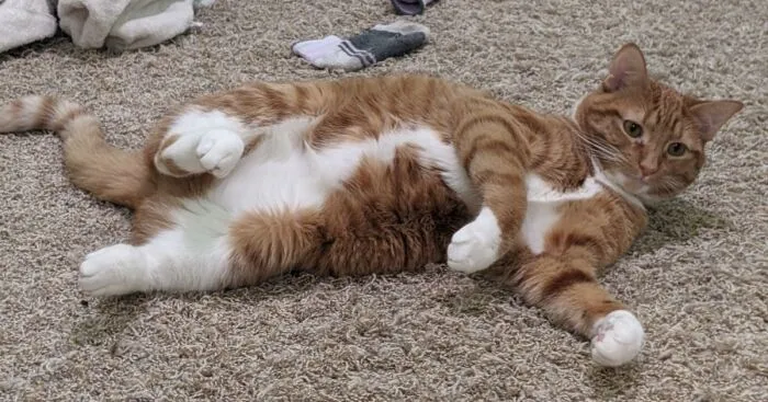 Hey Pandas, Post A Picture Of Your Cute And Derpy Pets (Closed)