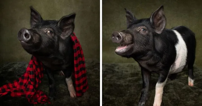 I Took Photos Of This Pig With A Huge Personality (10 Pics)