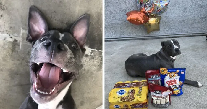 My Adorable Dog Turns 1 (12 Pics)