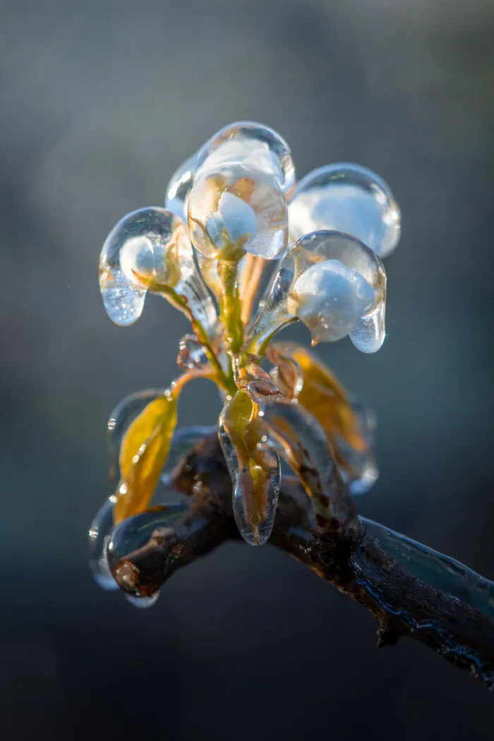 Frozen Flower