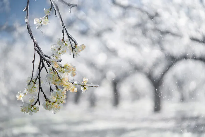 Orchard