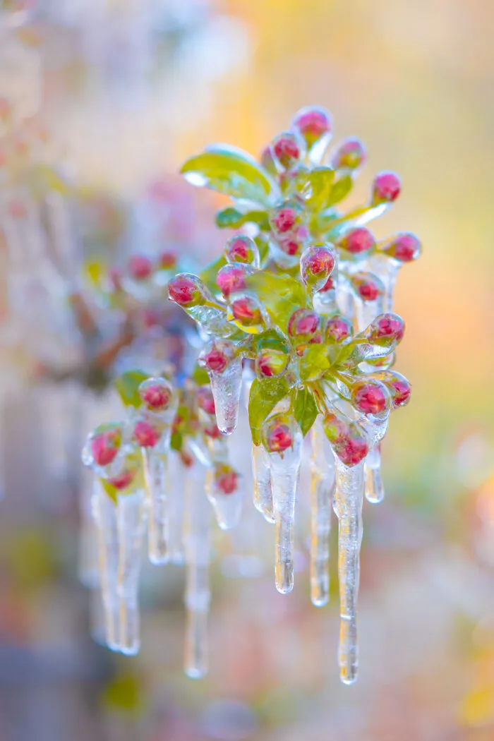 Apple Buds