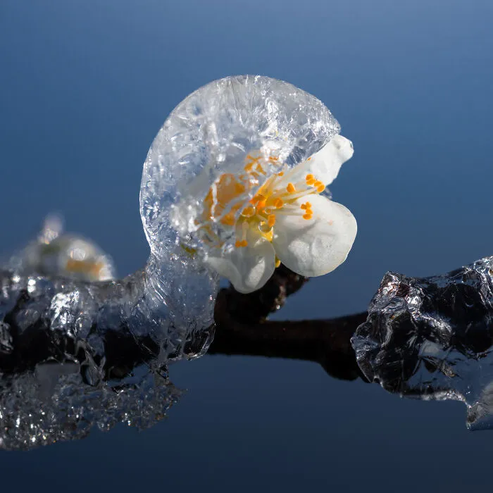 Frozen Half