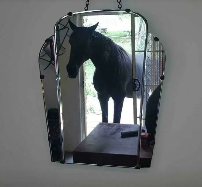 As A Horse Girl, This Is A Very Tempting Sale