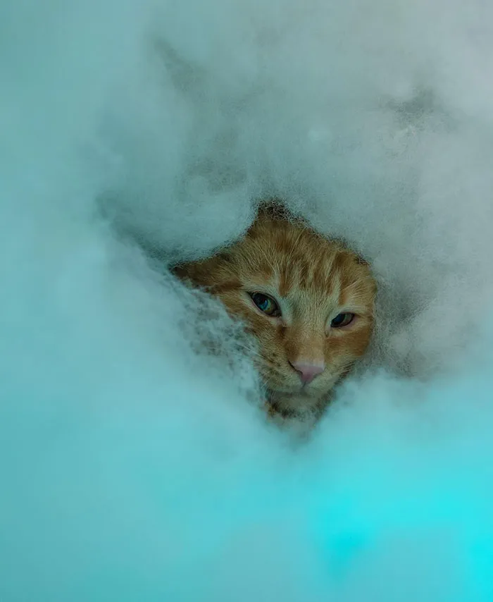 Soy una fotógrafa de refugios y a esta gatita no le gustaba mucho mi cámara. Esta era su idea de "esconderse"