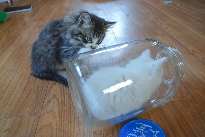 A mi gatita le gusta "esconderse" en este tarro, y su hermano está confundido