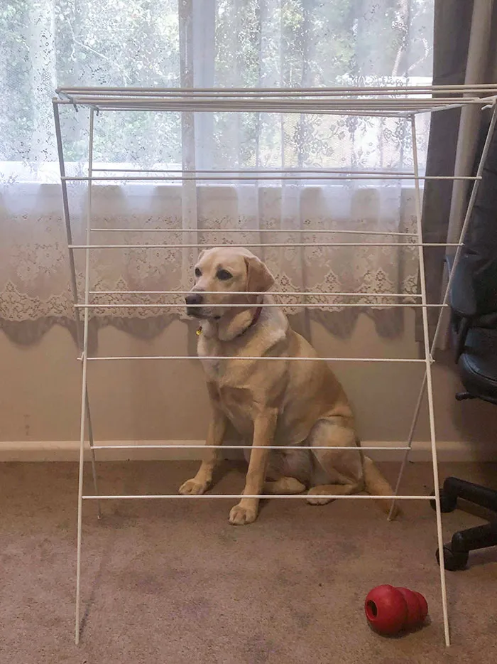 Cuando Lola está cansada de jugar se esconde de nuestro otro perro para poder descansar. Este es su escondite