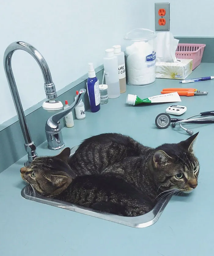 Ambos eligieron el mismo lugar para "esconderse" en el veterinario