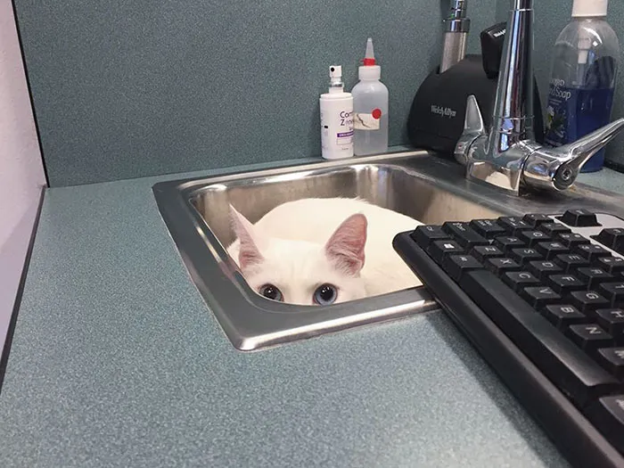 Escondiéndose del veterinario