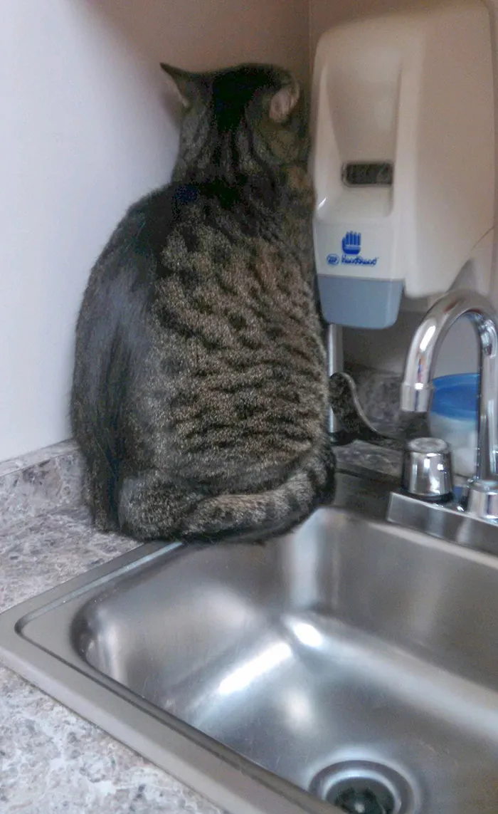 No hay ningún lugar donde esconderse en la consulta del veterinario