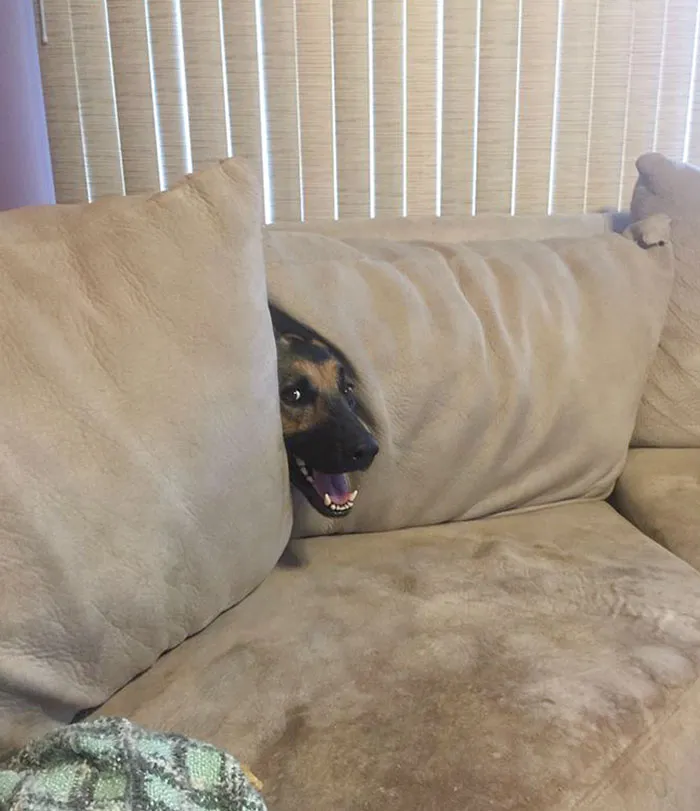 El perro de mi amigo es terrible jugando al escondite