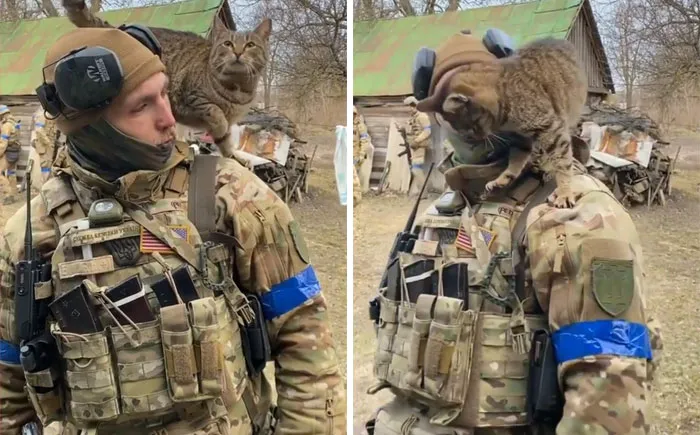 Cat!
