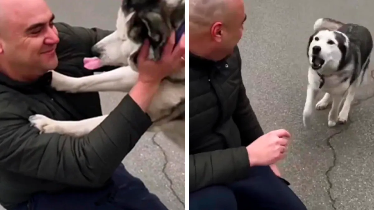 Wholesome Video Shows The Moment A Husky Is Reunited With Its Owner In Bucha, Ukraine, After Separation Caused By Russian Attacks