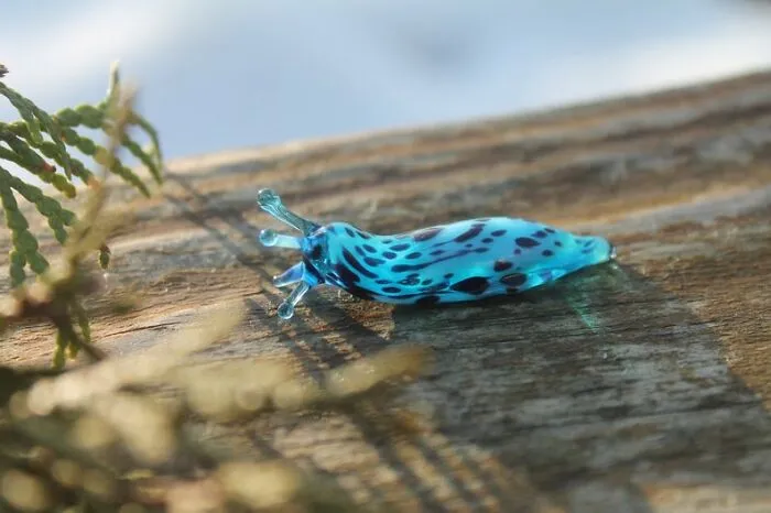 Spotted Slug
