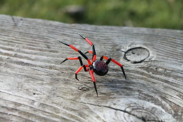 Spider
