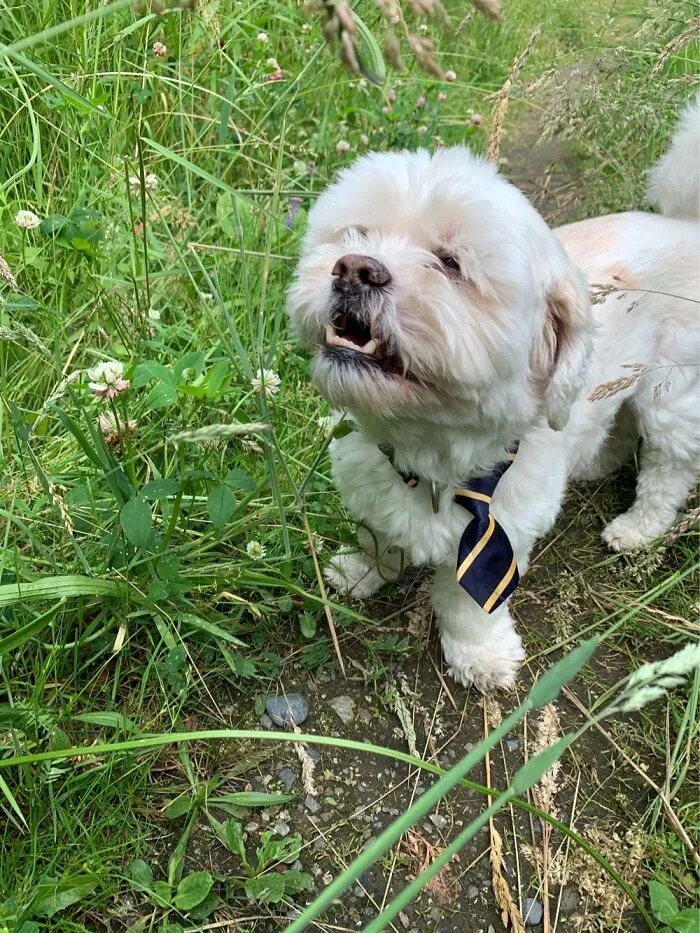 This Is Chewy The Lachon Enjoying Spring Grass (Lhasa Apso And Bichon Frise)