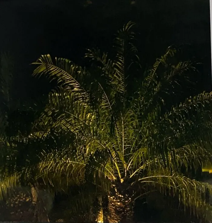 Palm Tree In The Rain.