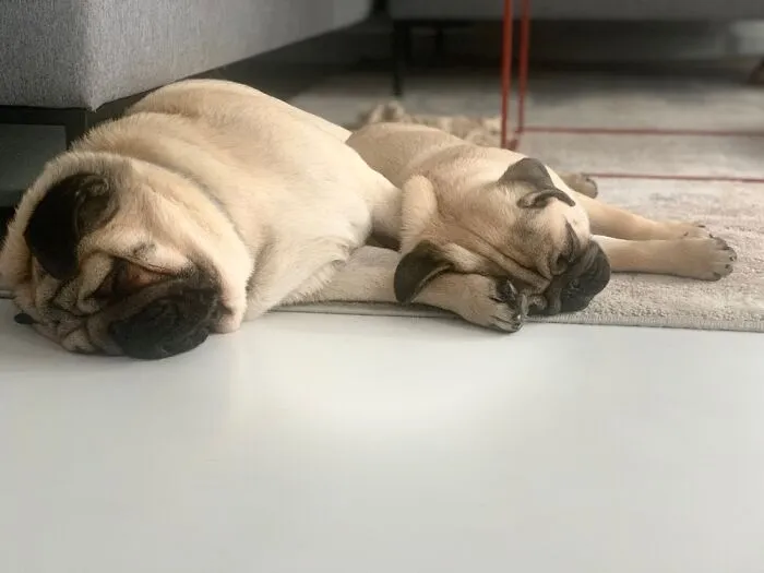 Big Brother And Baby Nacho 🐾