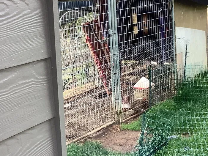 Chickens Are Not Shown But Usually They Are There