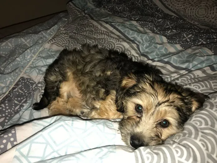 Baby Poppy