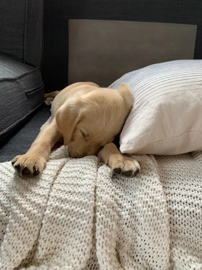 Woody Boy…cuteness Overload ❤️