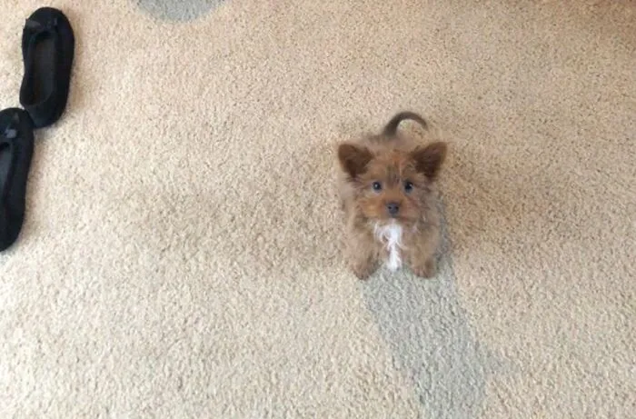 Little Baby Foxy Boi