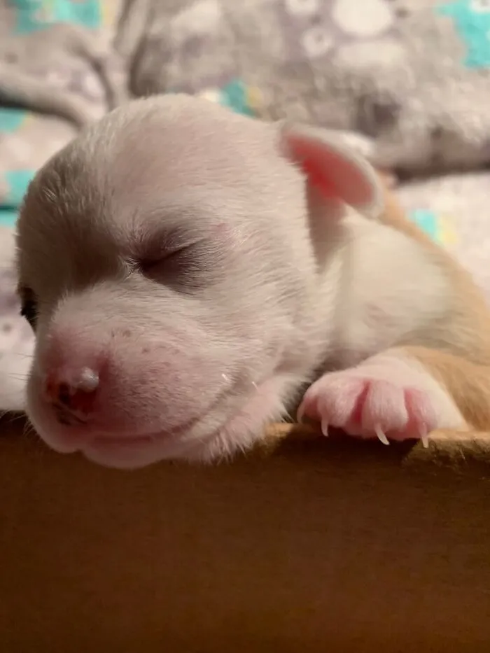 Bo Still A Newborn