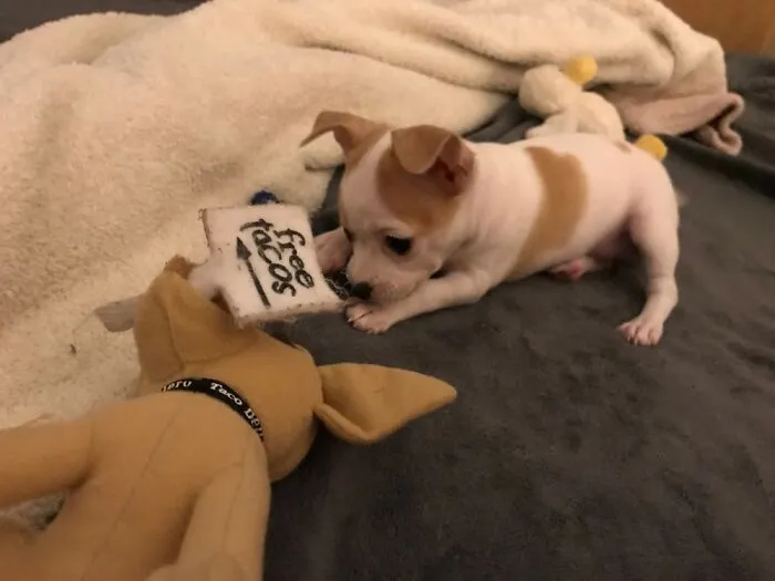 Poppy The Puppy