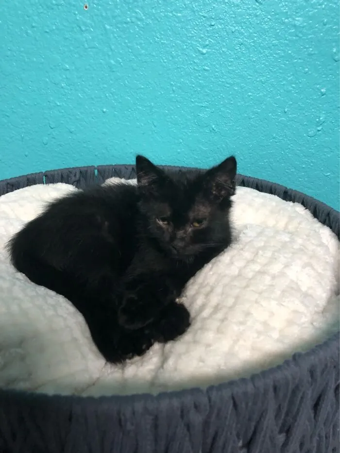 Angry Kitty Niko!