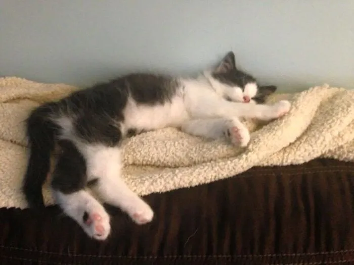 Cloud As A Kitten