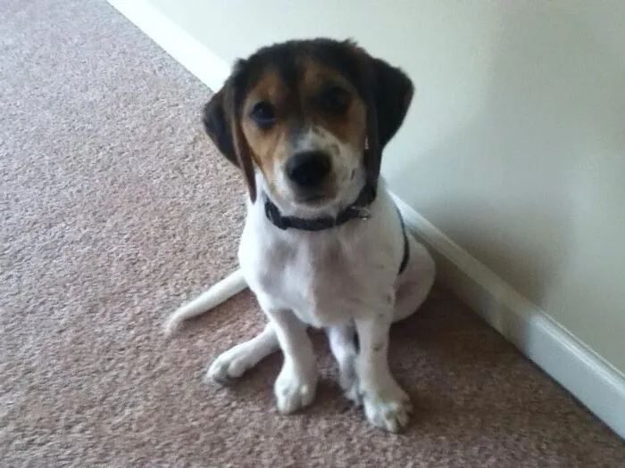 Bailey (In Remembrance)