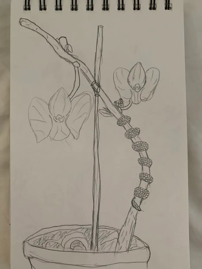 Lil Snek On An Orchid