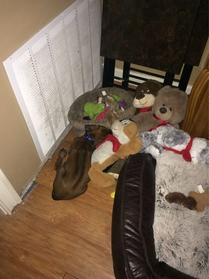 Where Is The Puppy?!