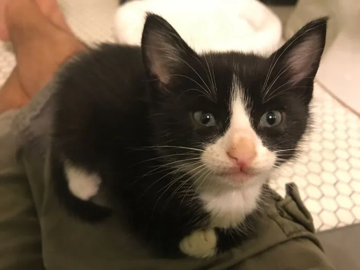 Our Teeny Tiny Rebel Rebel