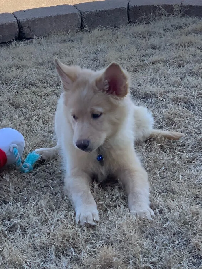 My Dog