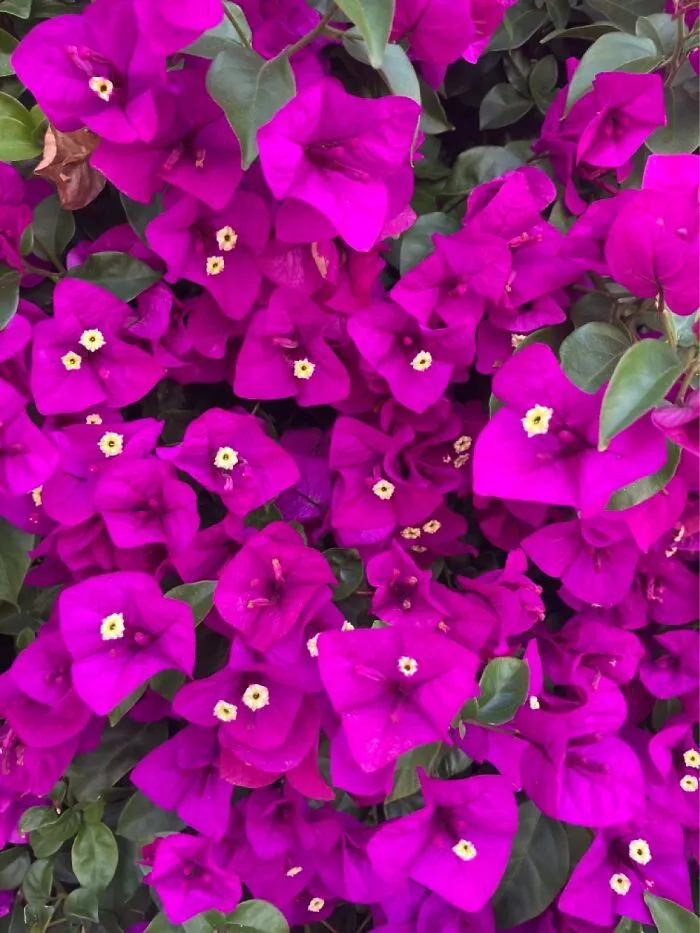 Favorite Color