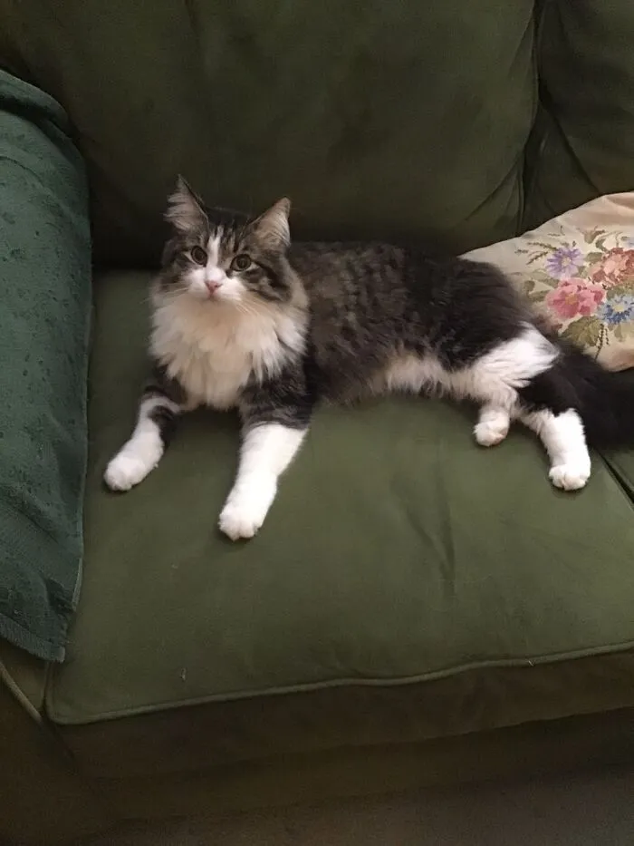 Freddie, Found As A Kitten In A Parking Lot, He Was So Dirty, They Thought He Was All Black!
