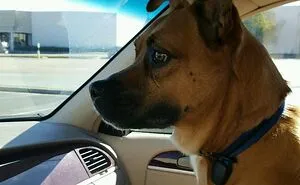 Hey Pandas, Show Us Your Rescued Pets (Closed)