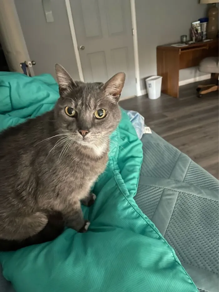 Mistletoe Is Staring Daggers At Me After I Dared Get Out Of Bed Before She Was Ready To.