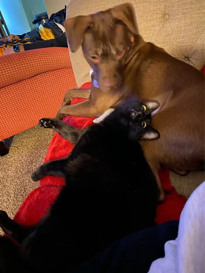 Midnight (Cat) Is Not Aware That He Is Not A Dog.