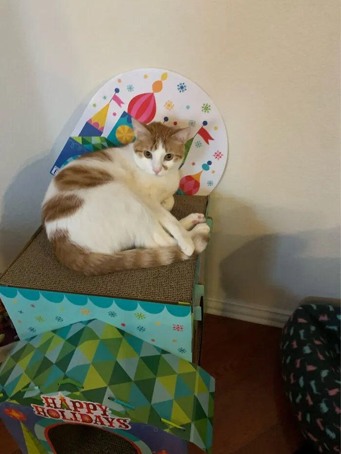 My Cat