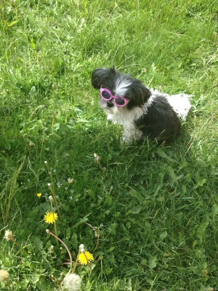 The Most Amazing Little Blind Shih Tzu Leia. No Longer With Us But Gave Many Wonderful Years ❤️